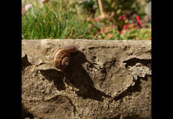 Crawling-up-the-wall-Alun-Thomas