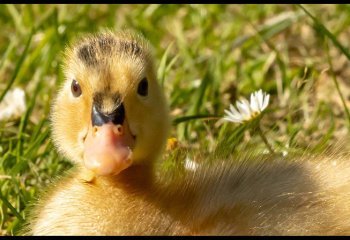 Daisy-Duckling-John-Smith