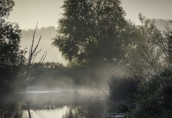 Misty-Morning-With-Kingfisher-Gary-Gleghorn