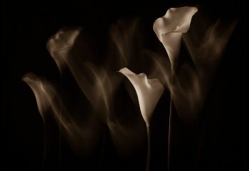 DANCING-LILIES_Mike-Cheeseman