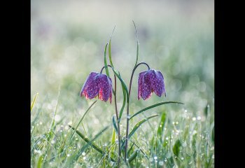 Frosty-Fritillaries_Jill-Bewley