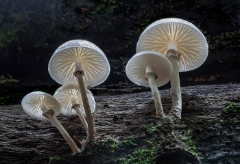 Porcelain-Fungus_-John-Hankin