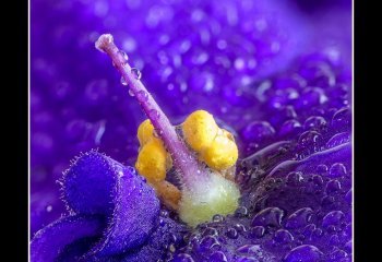 Violet-Stamen_Syd-Mathews