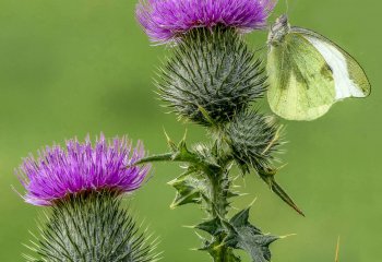 Flowering-Thistle-with-Butterfly