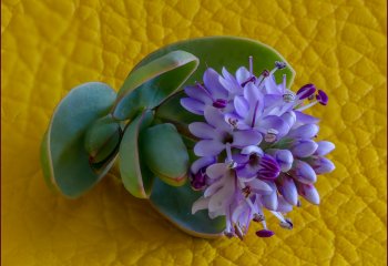 Macro-Hidden-Bouquet