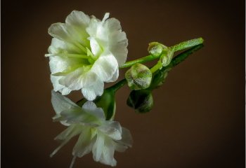 Macro-White-Flower
